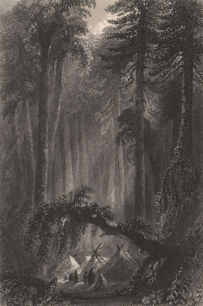 CANADA. A Forest scene. BARTLETT 1842 old antique vintage print picture